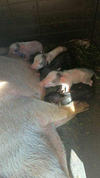 Porcos  bebes para venda