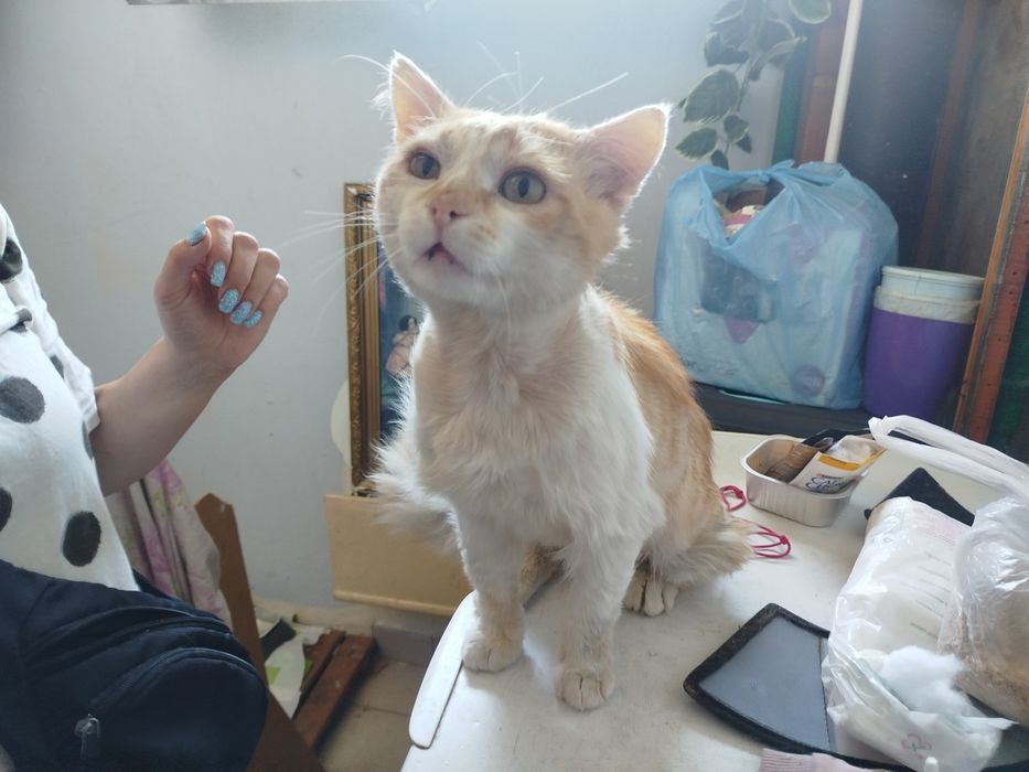 Бесплатно кот( мальчик)