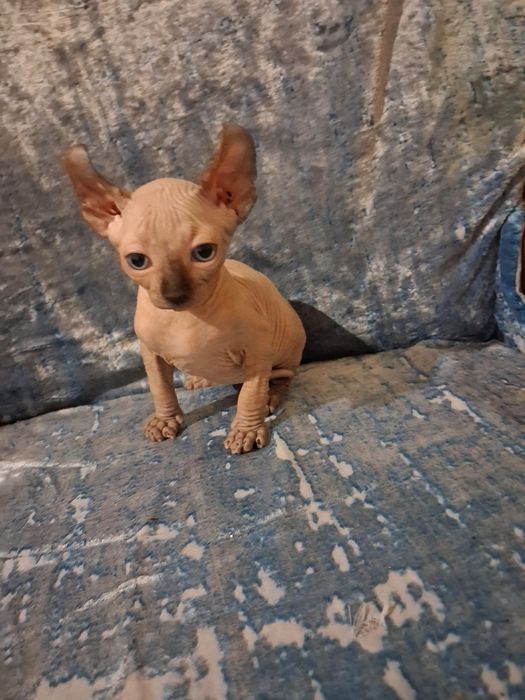 Кошенята сфінкс-ельф