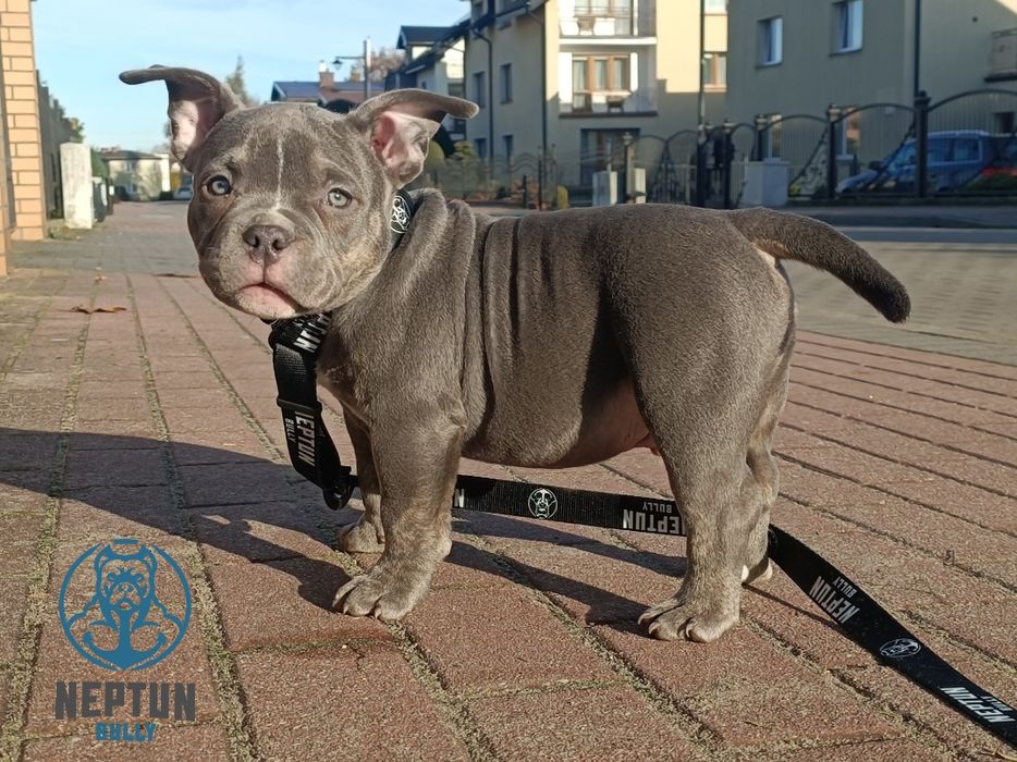 Pies American bully Perun
pocket/standard

Data urodzenia 24.08.2025