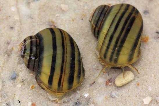 Caracol Spixi - Spixi Snail Invertebrados