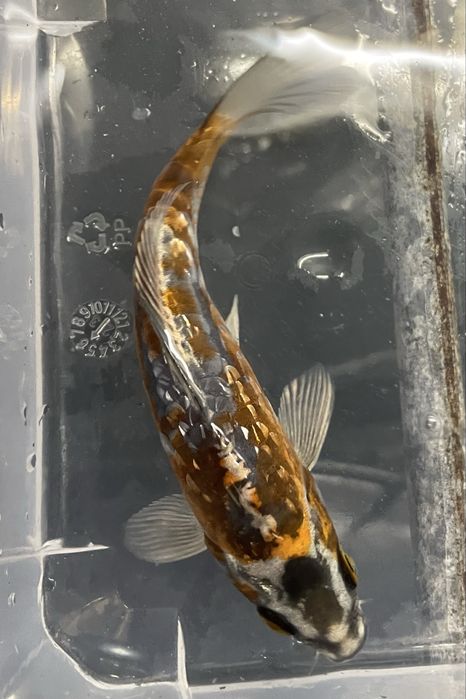 Carpa Koi 12/15cm
