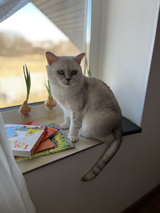 Ірпінь. Віддам кота шотландку, стерилізована в хороші руки