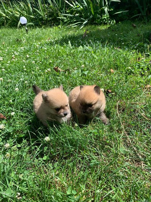 Померанський шпіц