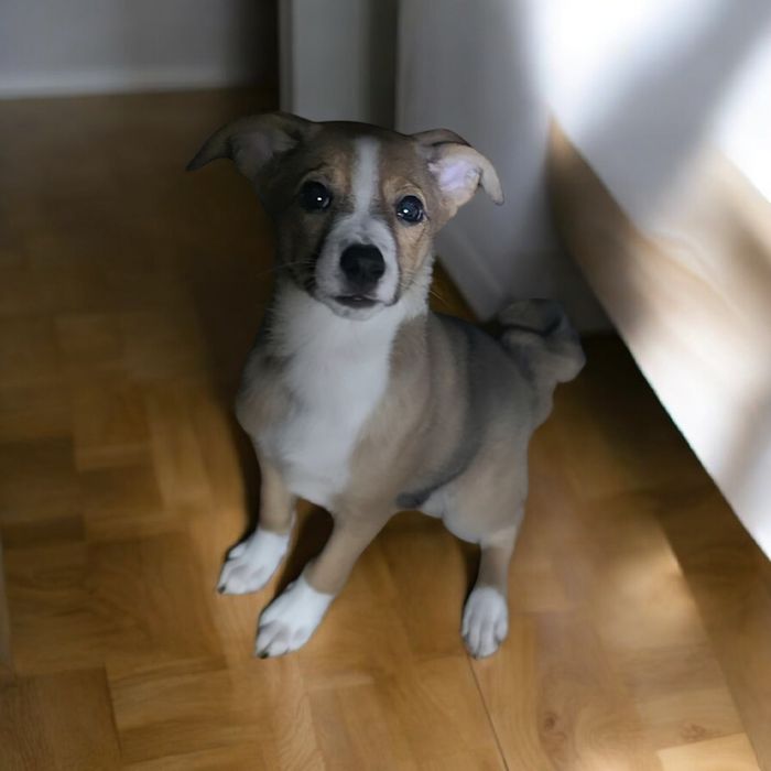 СРОЧНО щеночки-подростки ищут дом!!! Их ждет улица