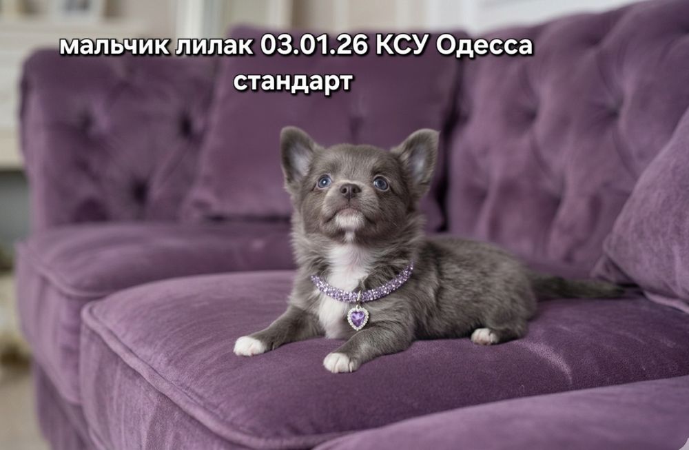 Великолепный лилак КСУ