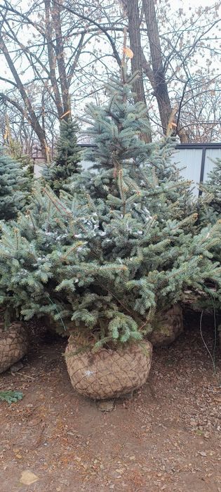 Великі Ялини.220см 3000гр