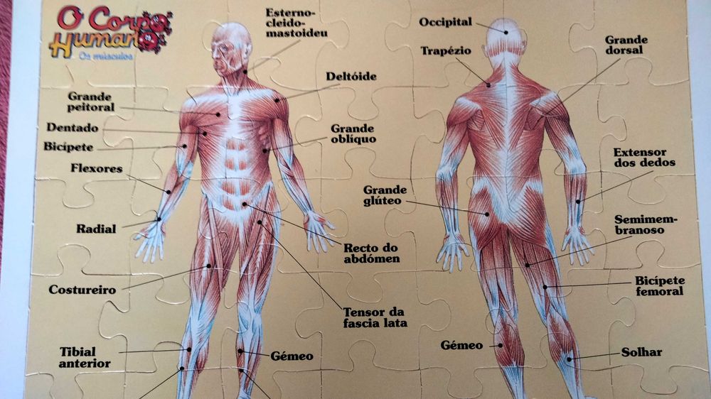 Puzzles Corpo Humano