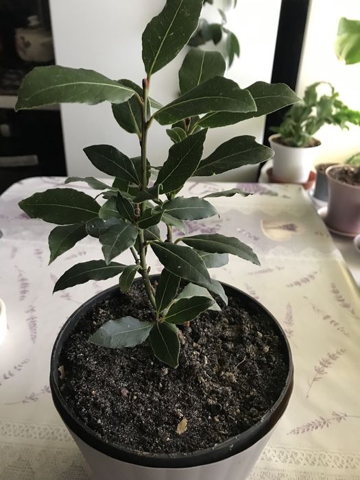 Продам лавр, лаврове дерево