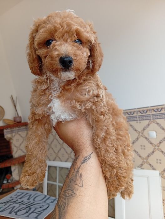 Caniche/ Poodle toy menino