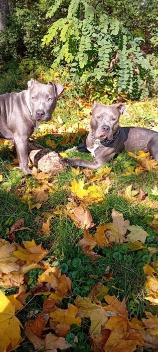 American staffordshire terrier