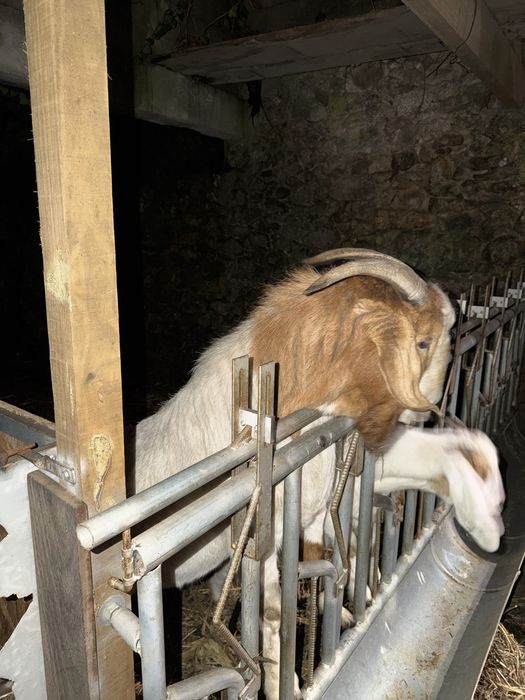 Vendo cabrito macho boer puro