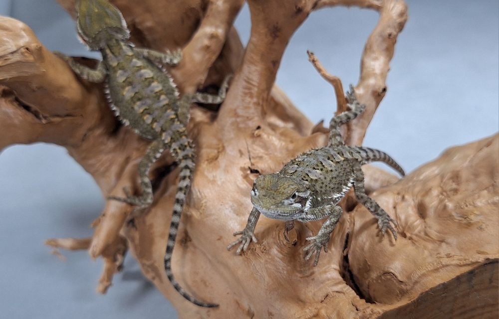 Agama brodata młoda Wołomin