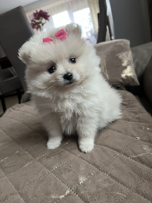 Szpic miniaturowy pomeranian suczka