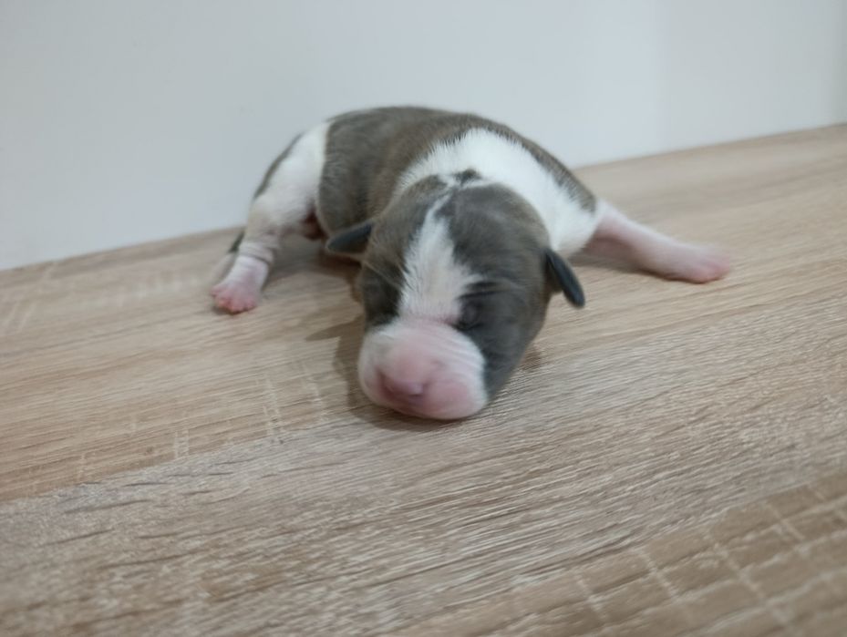 American staffordshire terrier Amstaff