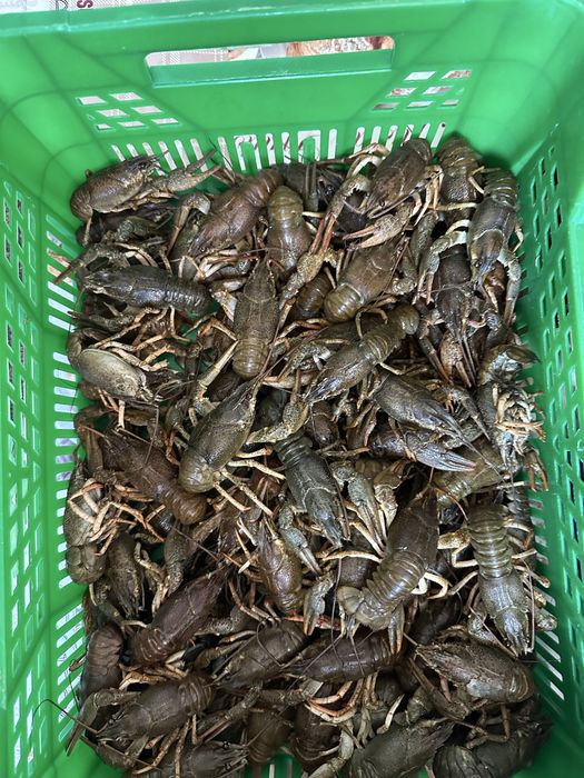 Раки живі, живі раки, можлива варка, раки, варені раки