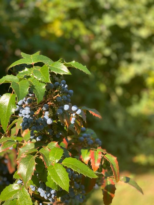 Аренда ДОМА в Совиньоне с видом на море