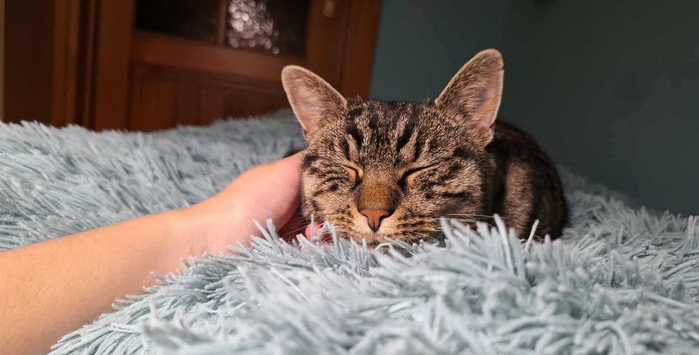 korepetycje z matematyki; online