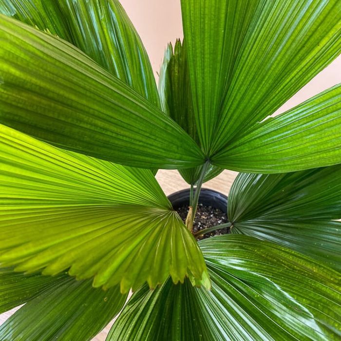 Rara palmeira de leque japonesa ou Licuala grandis