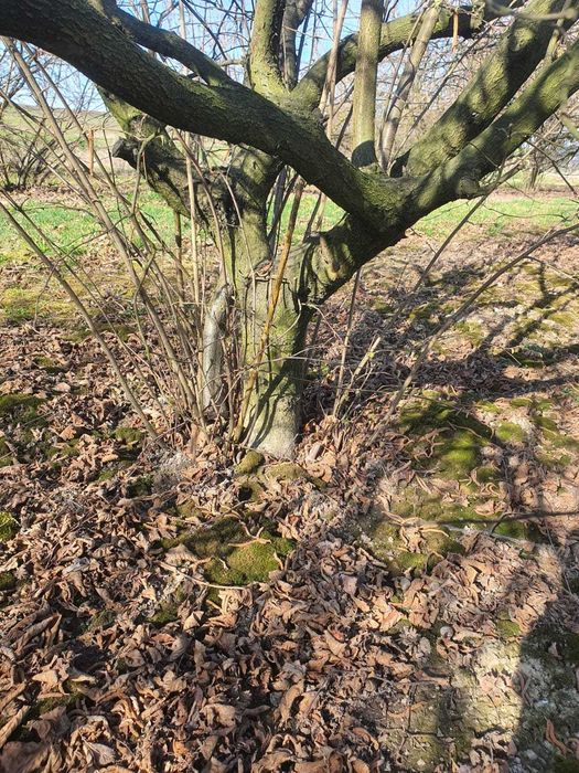 Drewno oddam. Drewno z sadu leszczyny do wycinki