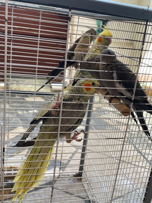 Caturras novas criadas pelos pais