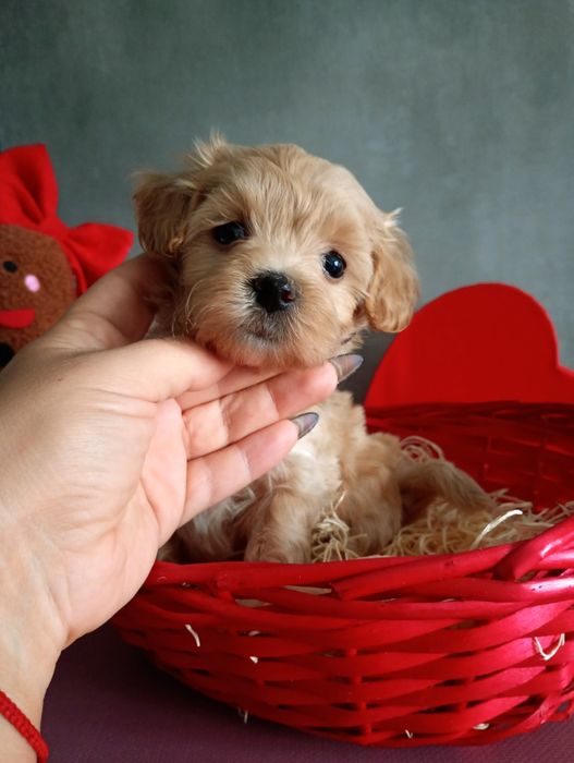 Prześliczna sunia maltipoo Nessi