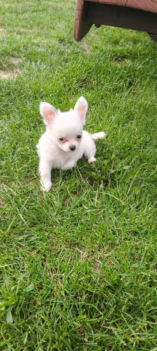 IZZY- piesek chihuahua długowłosy