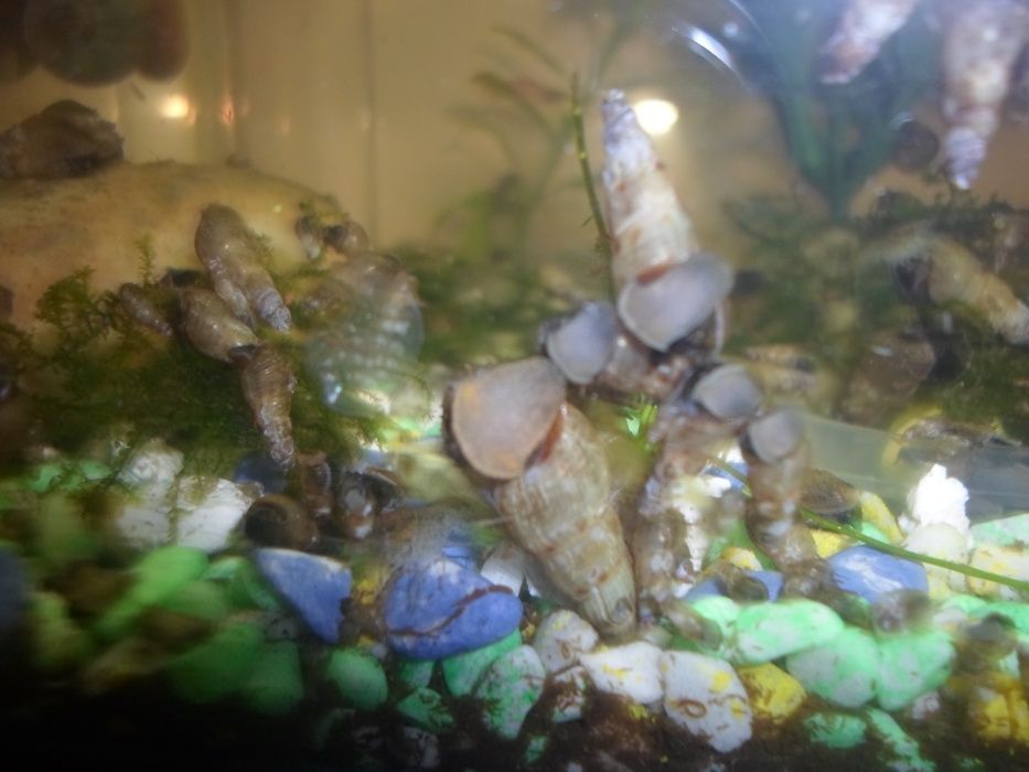 Brevemente 10 caracois melanoides tuberculatas