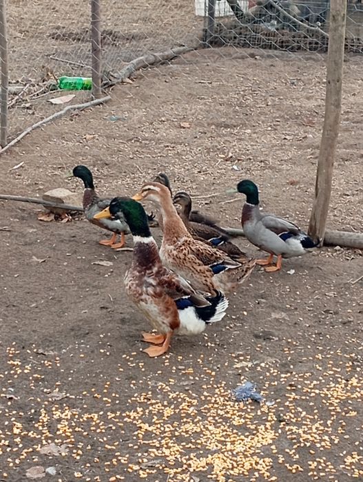 patos rouen adultos vendo ou troco