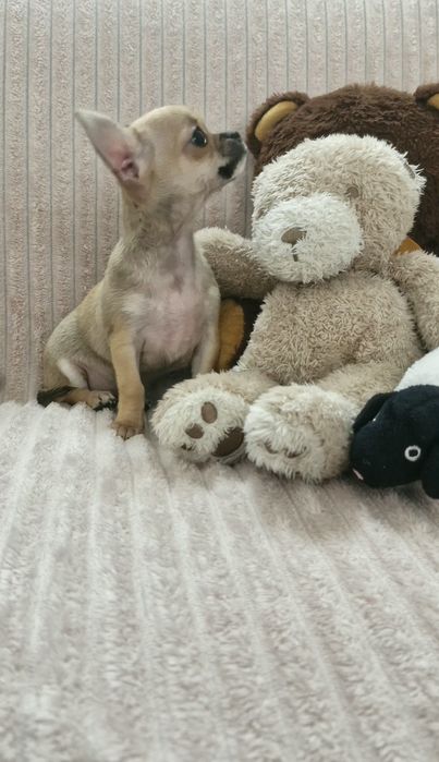 Chihuahua Lindíssima
