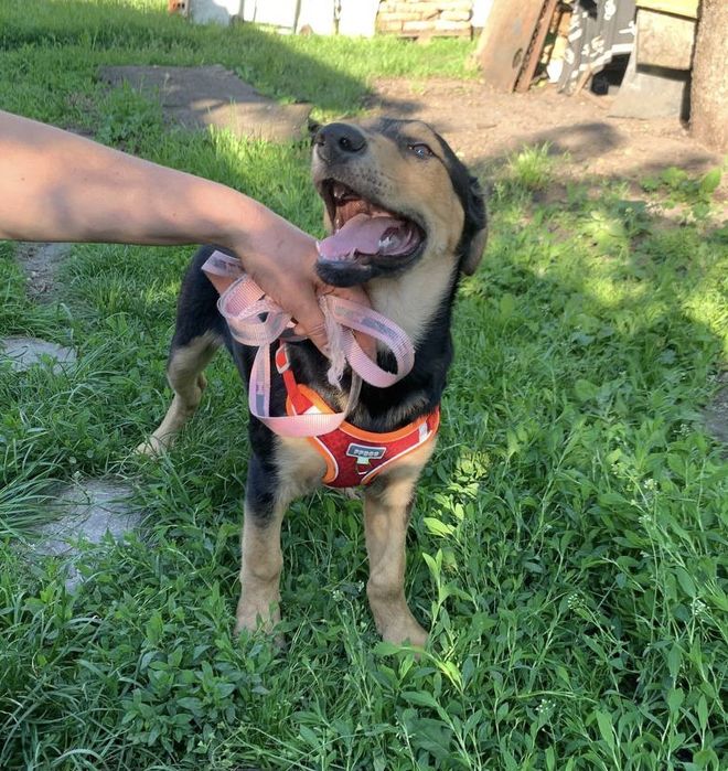 Чудове цуценя ШУКАЄ дім!