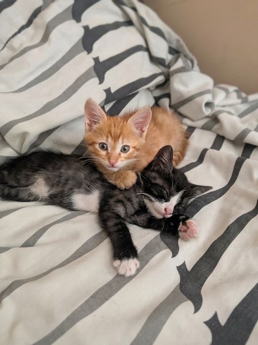 Отдам в добрые руки красивых домашних котят