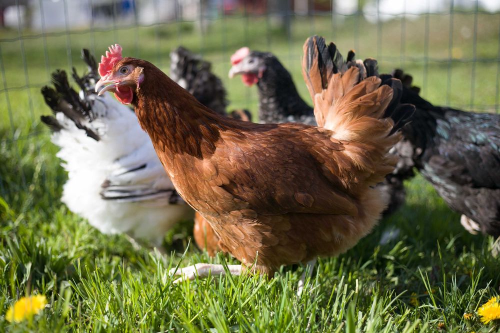 Kury Kokoszki Nioski