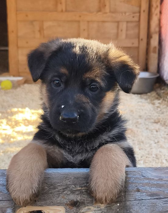 Щенки немецкой овчарки