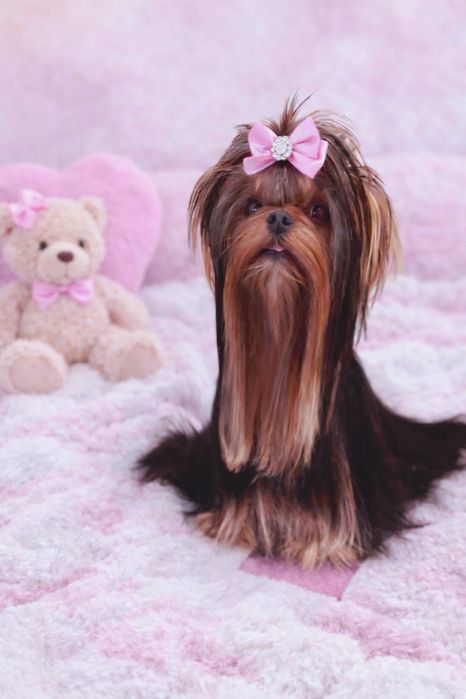 York slodki chłopczyk z rodowodem