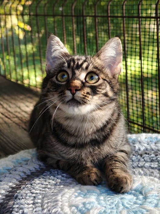 Iskierka czeka na swój dom