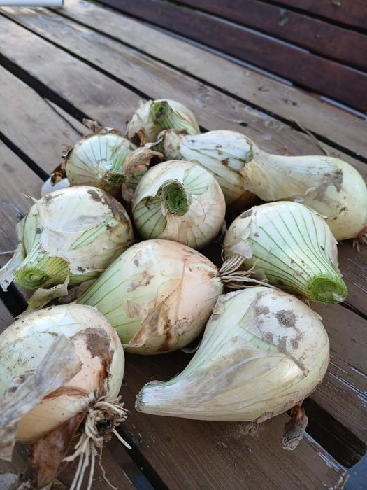 Cebula cukrowa 5 kg Wysyłka