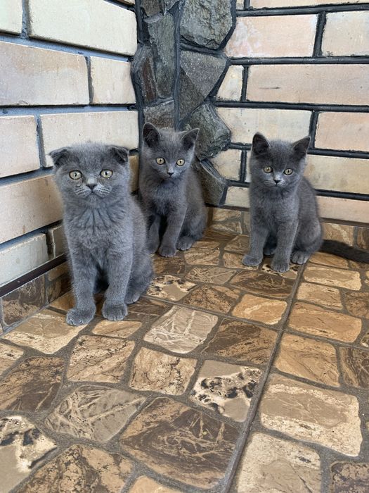 Кошенята британка шотландець кіт кішка