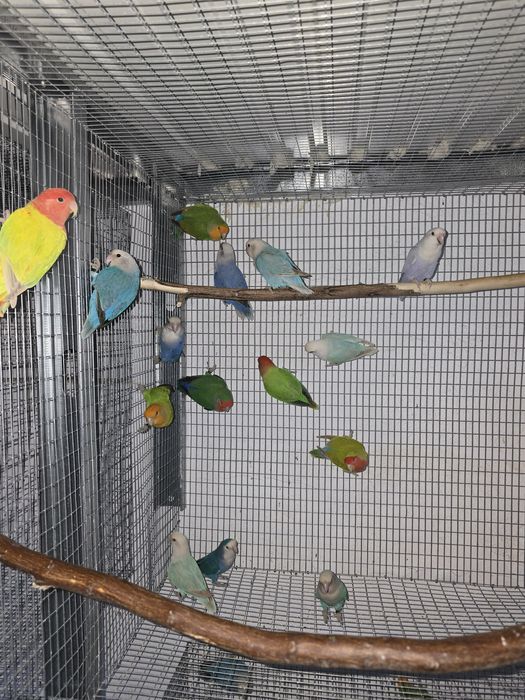 Agapornis Roseicollis Longfeathers