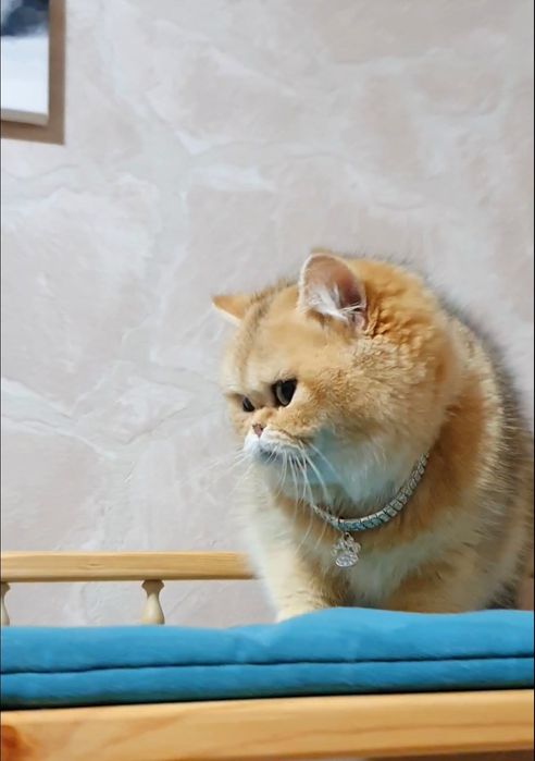 Шикарная плюшевая золотая шиншилла