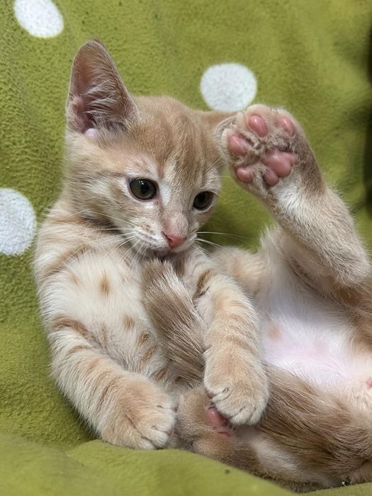 Котик безкоштовно