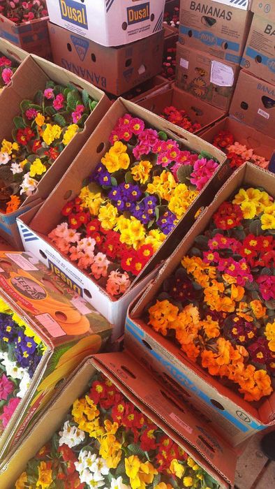 Анютки, гвоздика, лютик, примула,  квіти оптом, доставка Київ\Троєщина