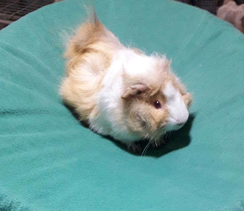 Морські свинки, розетка