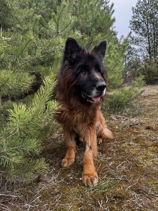 Lion spokojny w typie owczarka niemieckiego dlugowlosego