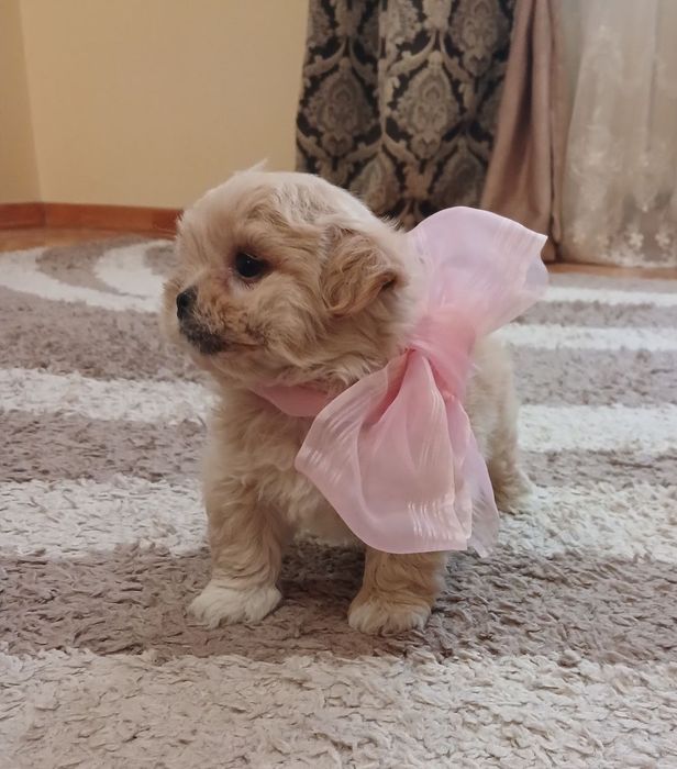 Цуценята кокапу, кавапу, пудель, мальтіпу.