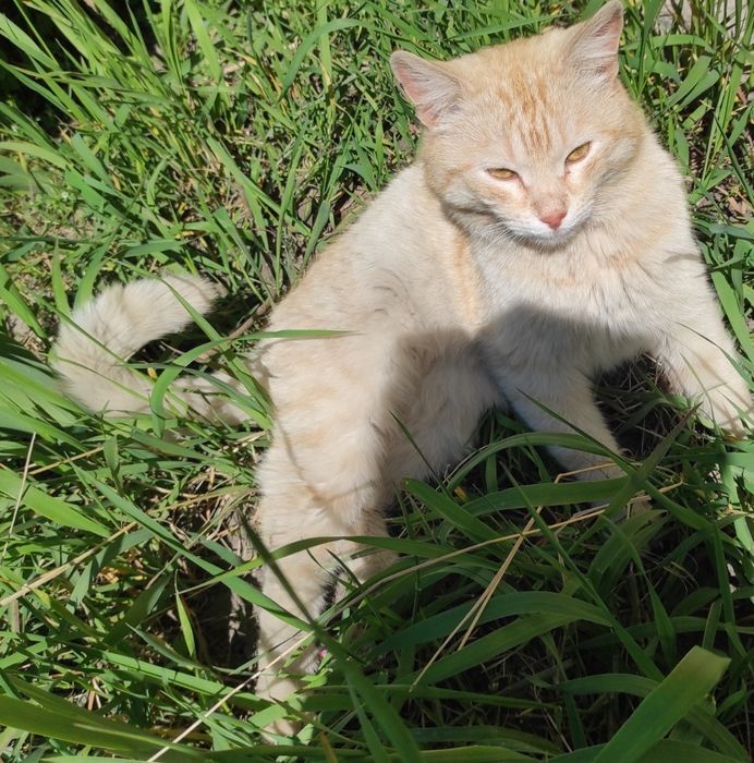 Котик  Рижик  безкоштовно