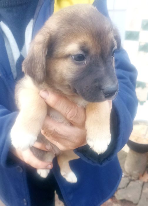 Отдам щенка-девочку с коротким хвостиком