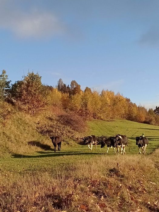 Mleko swojskie od krów