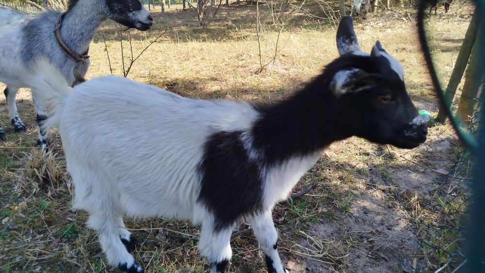 Cabrito anão preto e branco