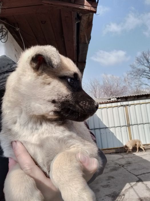 Собачка Майк 2 месяца